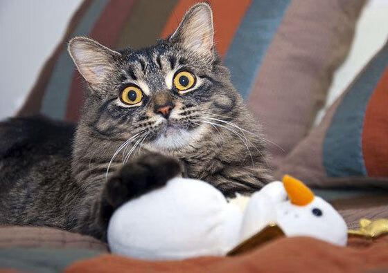 史上最激烈的“冠军争夺战”现场回顾，冠军争夺战 小说