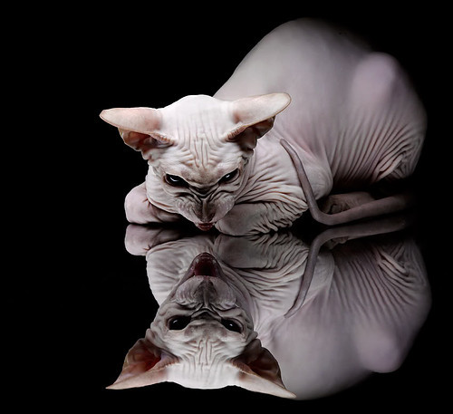 九游娱乐(jiuyou)官方网站-“法甲激烈对抗，多队竞争冠军席位”，法甲夺冠排行