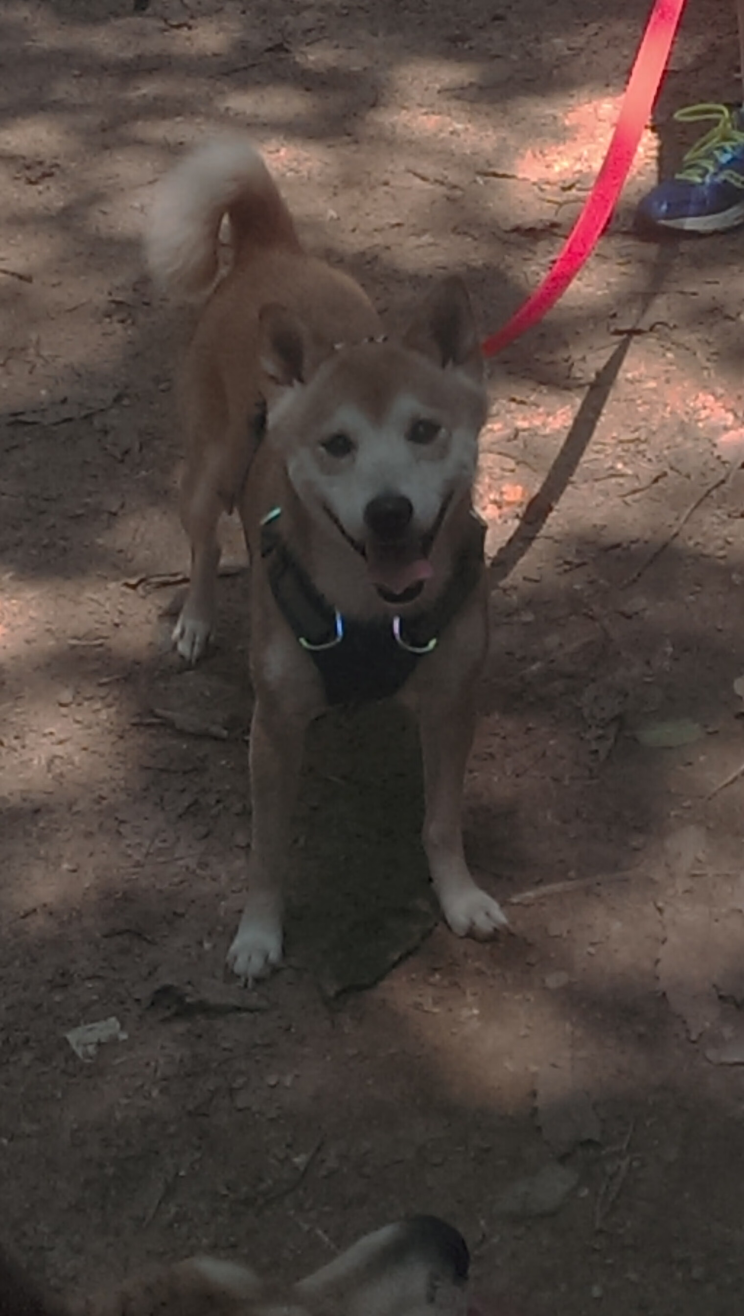 九游下载中心-中超新政实施：引援限薪，鼓励青训出头，中超引援限制